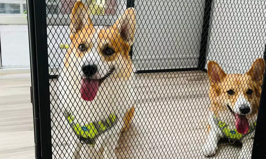 Up to 71% Off on  at PAWBASIC - Second Medium