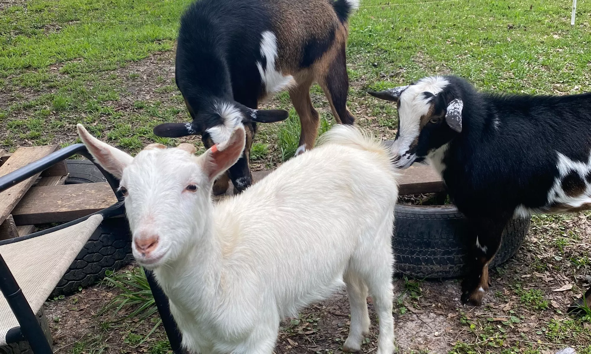 Invite Farm Animals at Your Venue: Friendly Goats, Dogs, and More