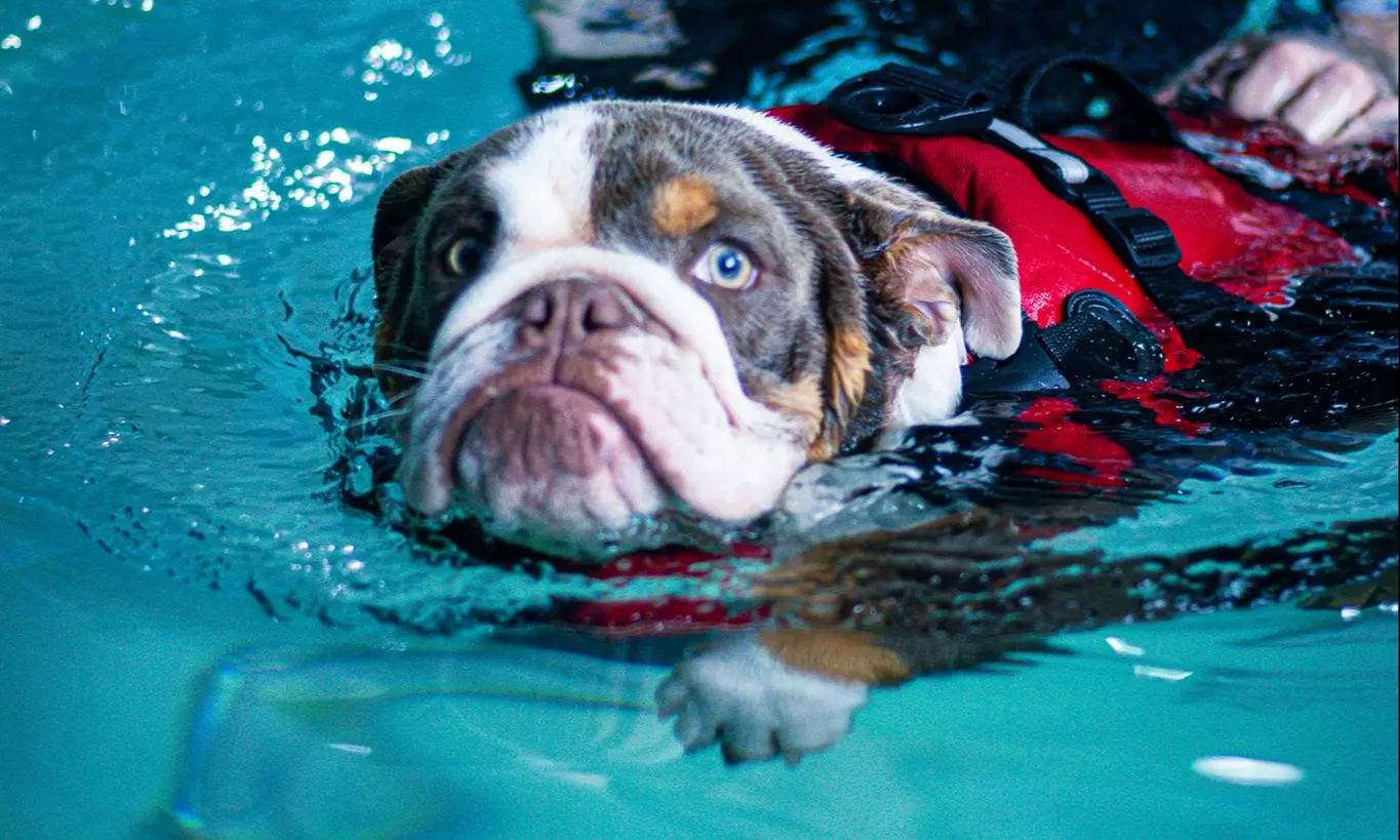 Doggy Fun Swim at K9 Swim