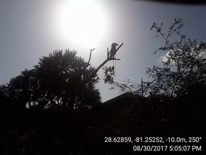 $799 Off $999 Worth of Tree Removal - Primary Image
