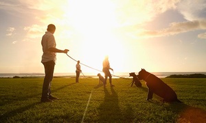 Hasta 78% off en adiestramiento canino a domicilio o locación a elegir