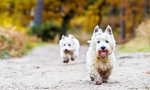 Hasta 78% off en adiestramiento canino básico con opción a intermedio