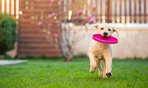 1, 2 o 3 días de hospedaje para 1 perro hasta 56% off