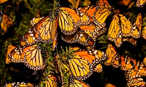 Tour de la mariposa monarca en Santuario de Piedra Herrada por $499