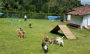 Medellín: Spa para Mascota