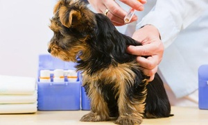 Check up para perro + 1 o 2 vacunas a elegir a domicilio hasta 62%
