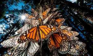 Tour mariposa monarca + Valle de Bravo con Touryck hasta 56% off