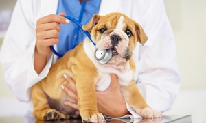 Bogotá: Spa para Mascota