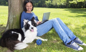 Curso de Comportamiento Canino