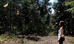 Tour al Santuario de la Mariposa Monarca con 63% off