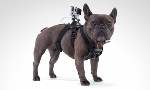 Arnés de cámara GoPro para perro con 60% off