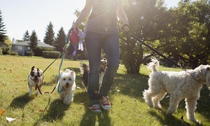 Hasta 77% off en 6 o 15 días o mes de paseo canino