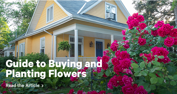 Guide to Buying and Planting Flowers