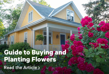 Guide to Buying and Planting Flowers