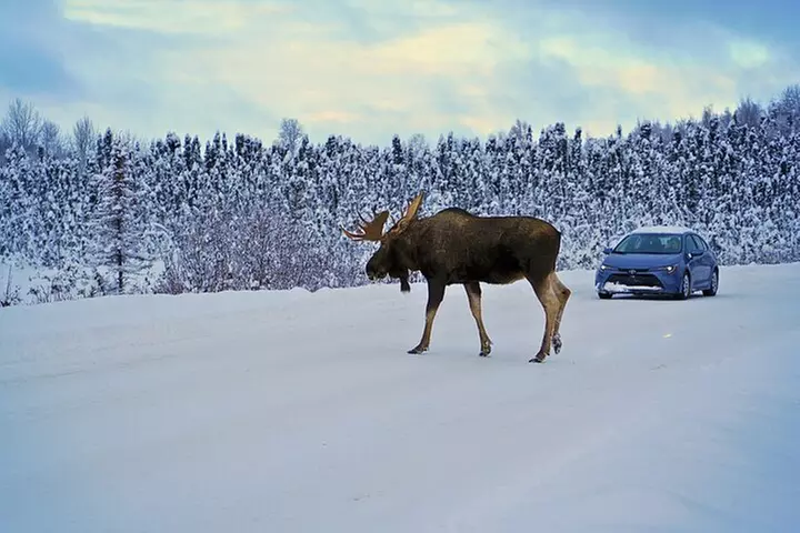 Anchorage's Winter City Tour = Samples + Stops + WildLife
