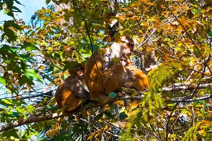 Silver Springs Manatee & Monkeys Paddle Board Tour