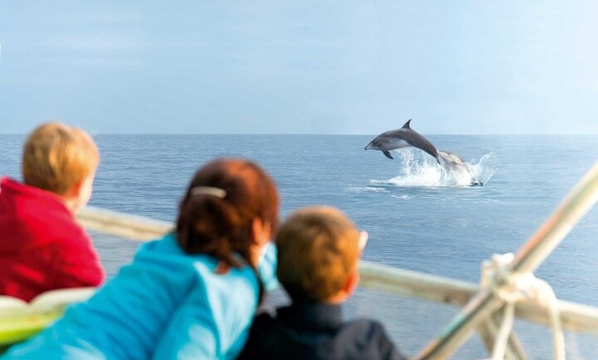Image 3: Viaje en barco con fondo de cristal de observación de delfines de 3...