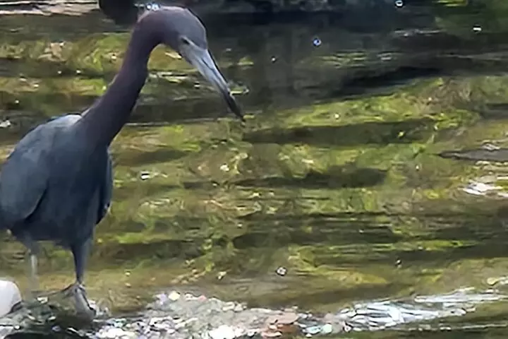 All-Inclusive Small Group Manatee Swim with Free Photos