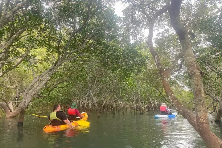 Raby Bay Wildlife Kayak Tour - Primary Image