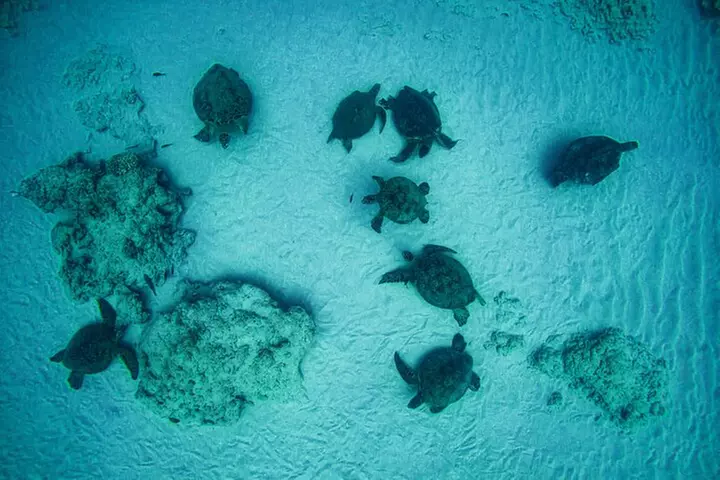 Moana's Waikīkī Grand Guided Turtle Snorkel & Sailing Adventure