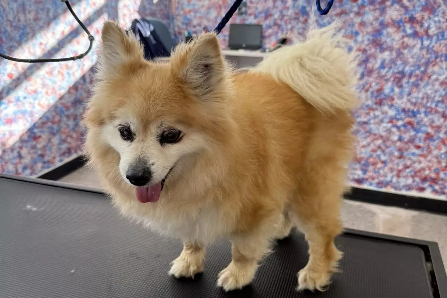 $40 For $80 Towards Pet Grooming Services