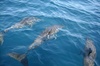 Brevard County Tours, dolphin and manatee tours in Palm Bay, FL