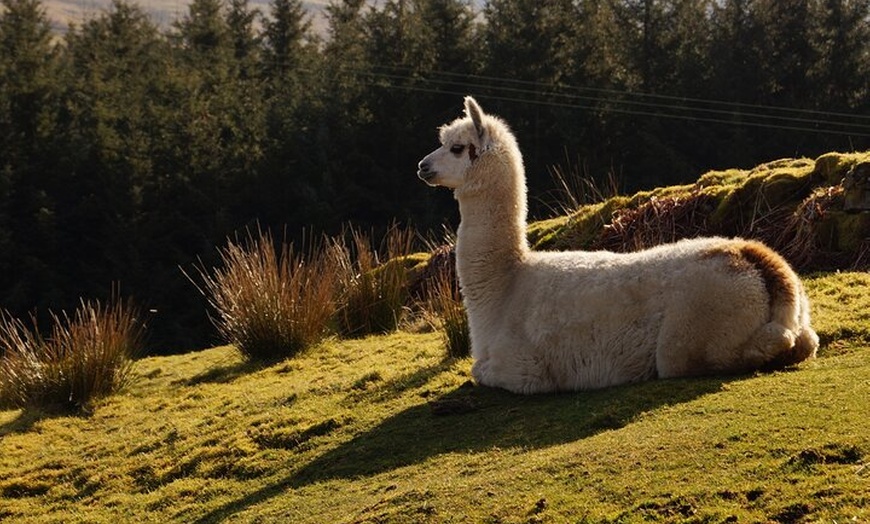 Image 10: Glasgow Wildlife Centre Higlands Cow Apacas Walking Tour