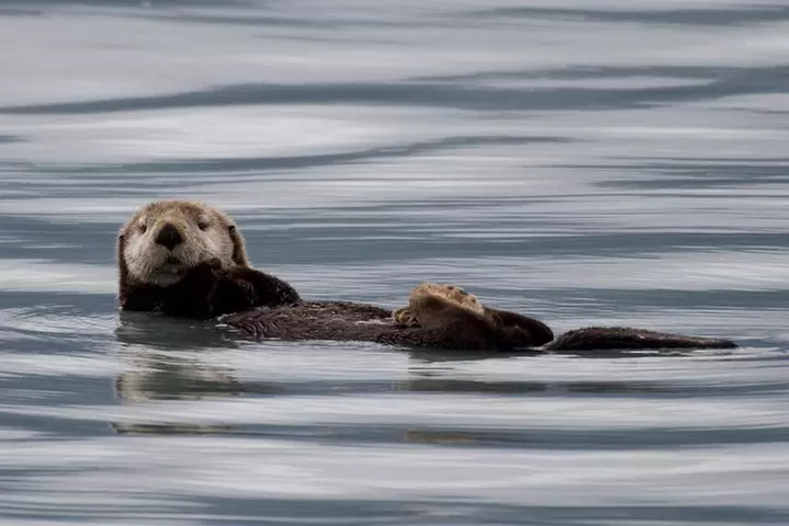 Full-Day Kenai Fjords National Park Northwestern Cruise