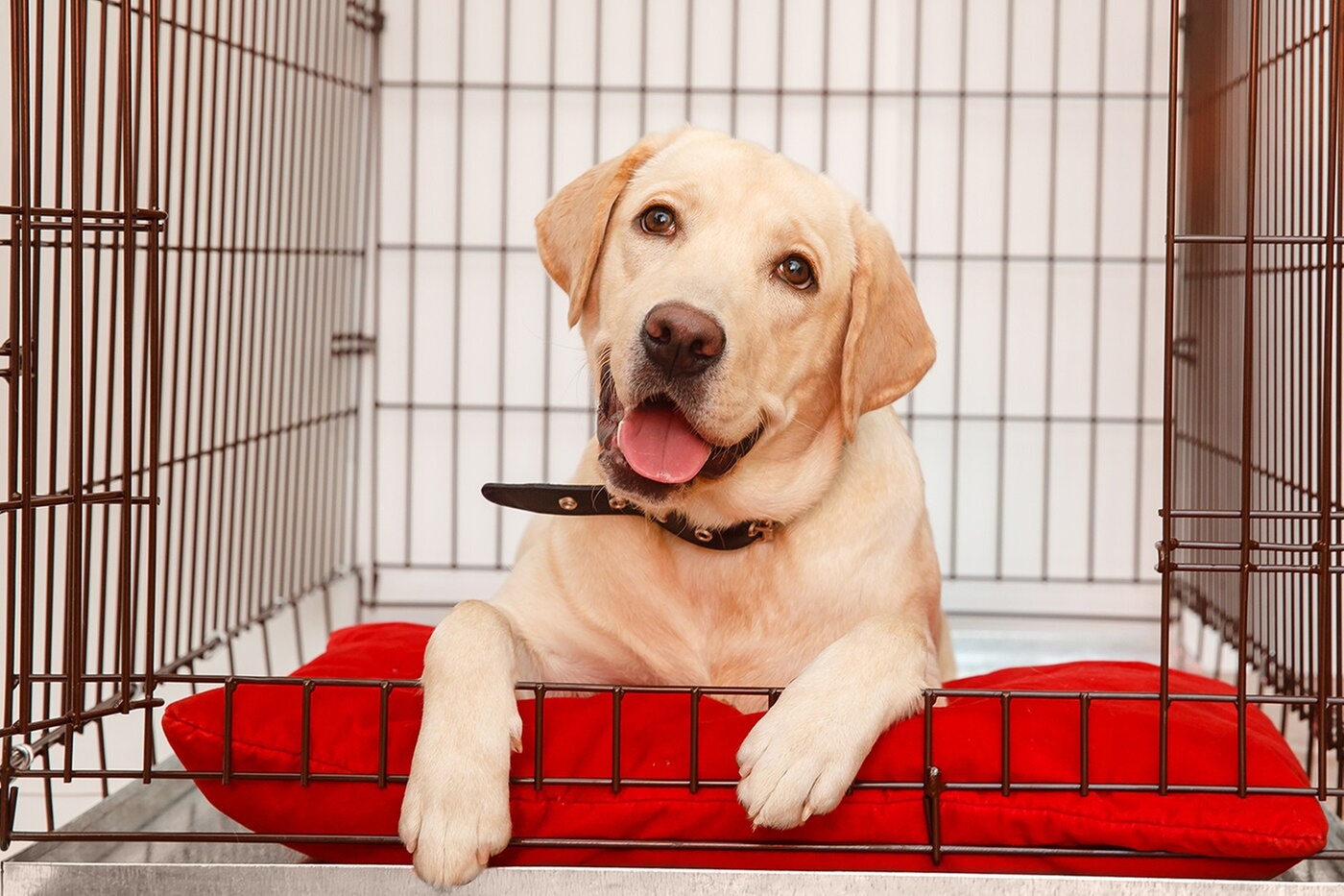 $30 For 2 Nights Of Boarding For Any Size Dog (Reg. $60)