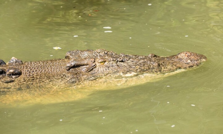 Image 8: Daintree Rainforest and Cape Tribulation Full Day Tour