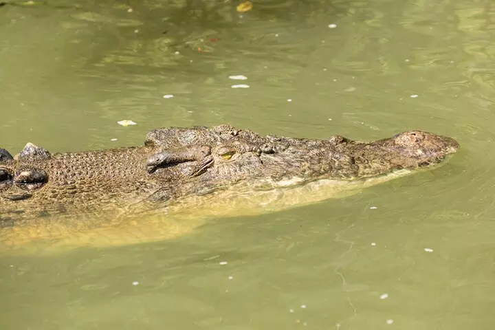 Daintree Rainforest and Cape Tribulation Full Day Tour