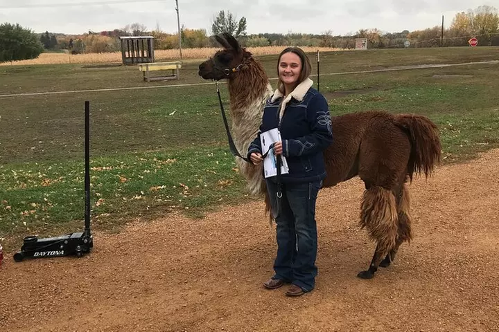 Llama Encounter