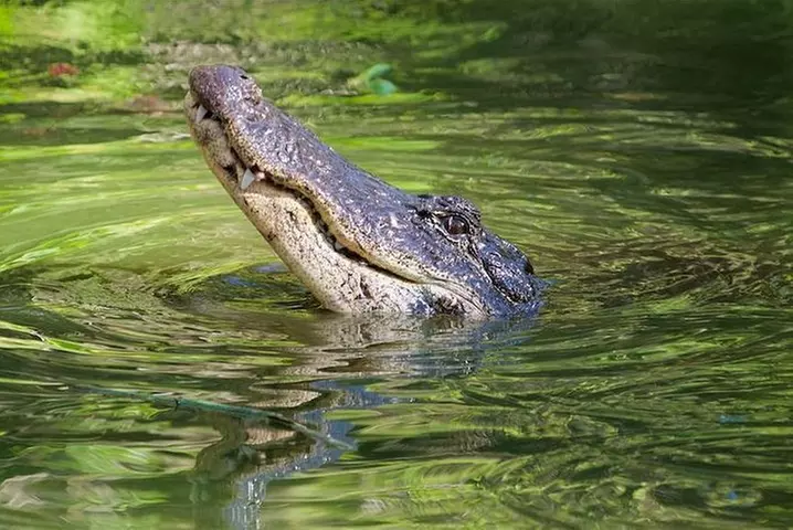 Everglades Day Safari from Ft Lauderdale
