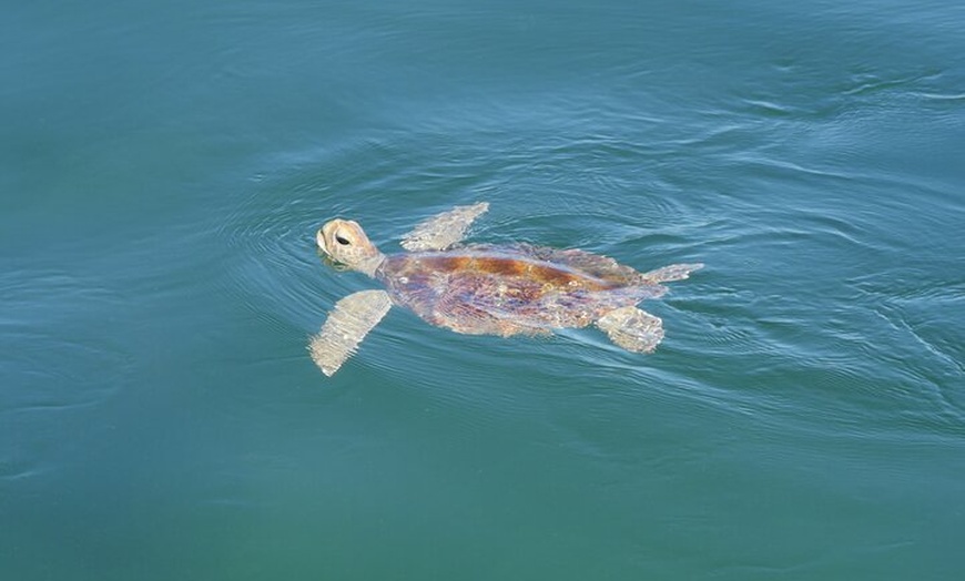 Image 5: Dunwich: Moreton Bay Islands Boat Tour with Swimming