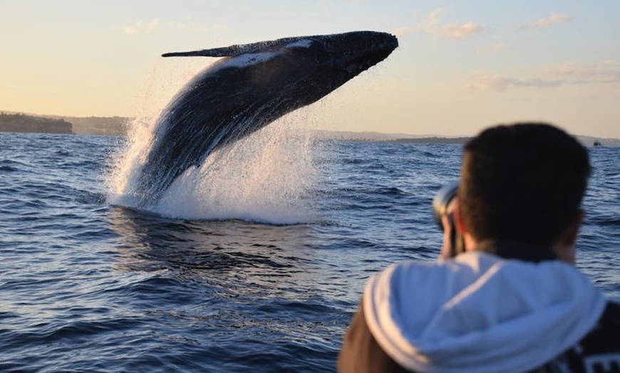 Image 1: Sydney Whale-Watching by Speed Boat