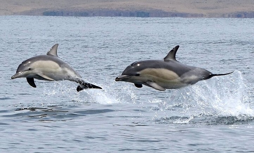 Image 7: Maria Island 3 hours and 30 mins Scenic Cruise