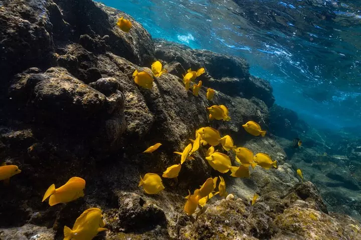 Private Kealakekua Bay Snorkel with Dolphin Watch