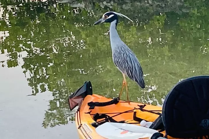 Kayak Tour Adventure Marco Island and Naples Florida