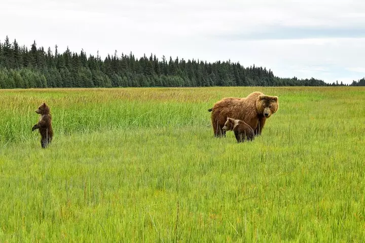 Alaska Bear Viewing Adventure from Seward