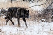 Private Yellowstone National Park Sightseeing Tour with Lunch - Second Medium