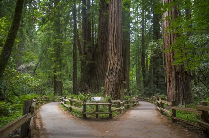 Muir Woods, Wine Country and Sausalito Town & Ferry - Primary Image