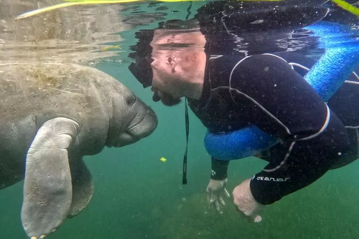 Exclusive Small Group VIP Heated Manatee Snorkel Tour