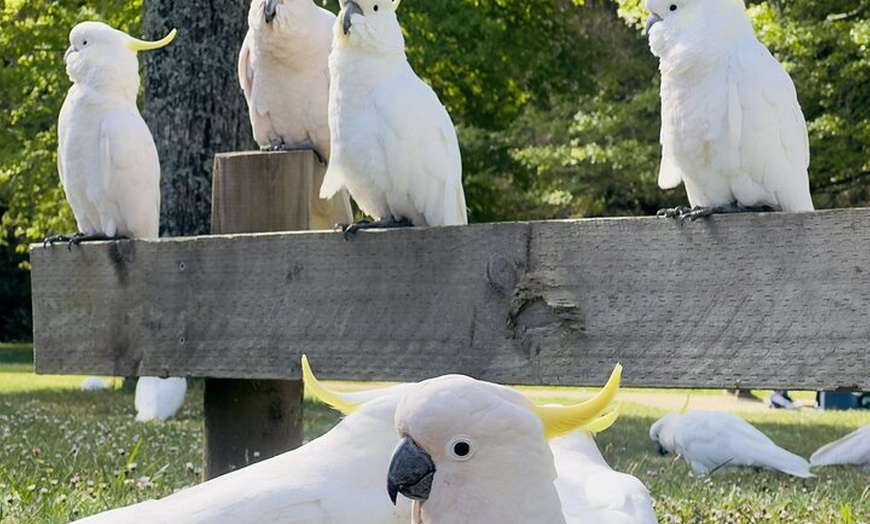 Image 7: PRIVATE Blue Mountains Scenic World Australian Wildlife & Cruise