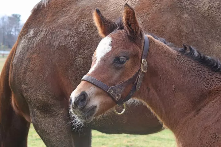Half-Day Thoroughbred Horse Farm Tour in Kentucky