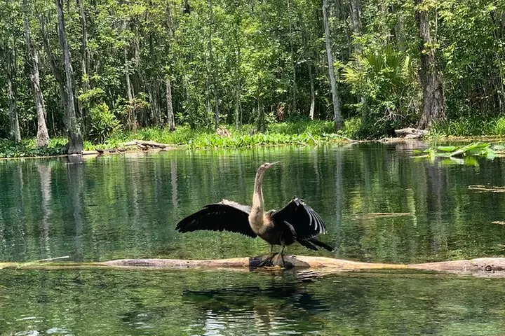 Clear Canoeing and Wildlife Sightseeing at Silver Springs