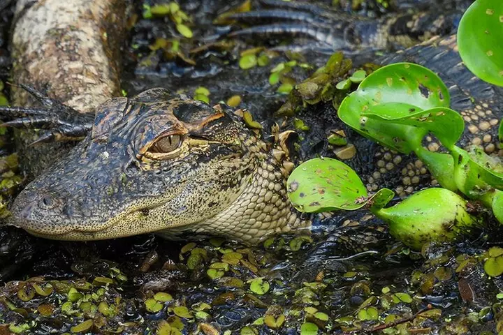 EVERGLADES French Tour from ORLANDO