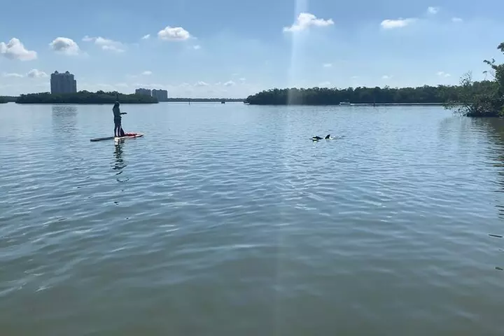 Dolphin and Manatee Adventure Tour of Fort Myers