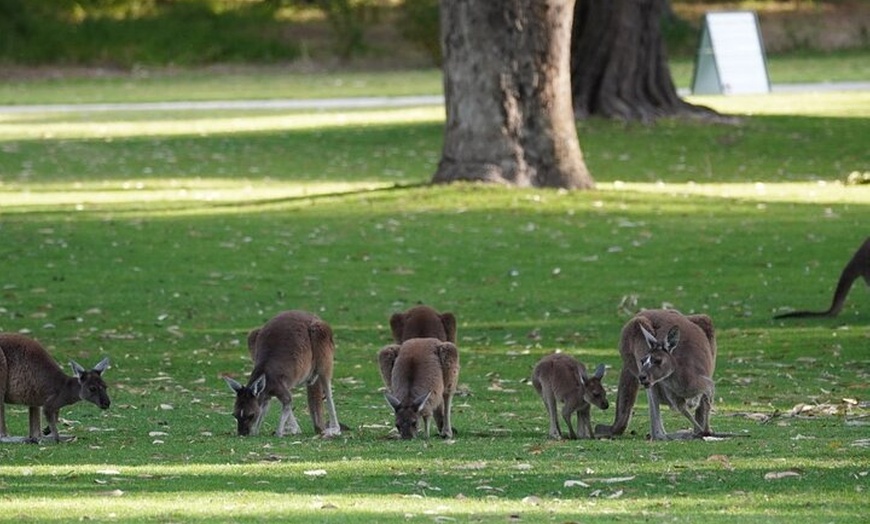 Image 5: Private One Day Perth Tour