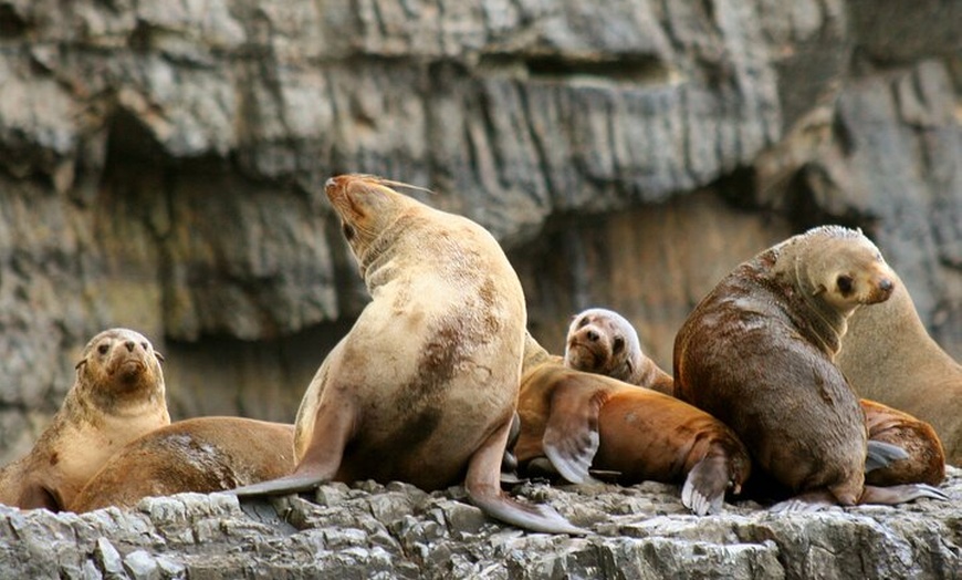 Image 4: Tasman Island Cruises and Port Arthur Historic Site Day Tour from H...