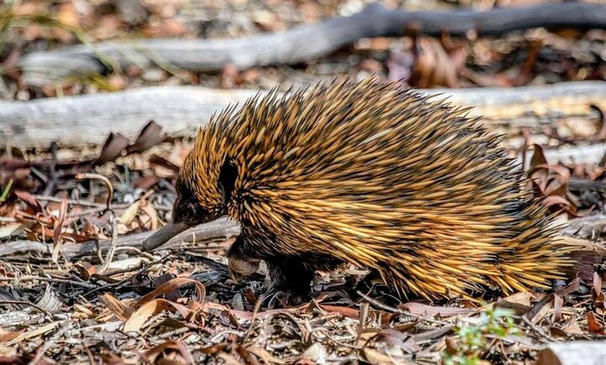 Image 14: Australian Animal Night Safari